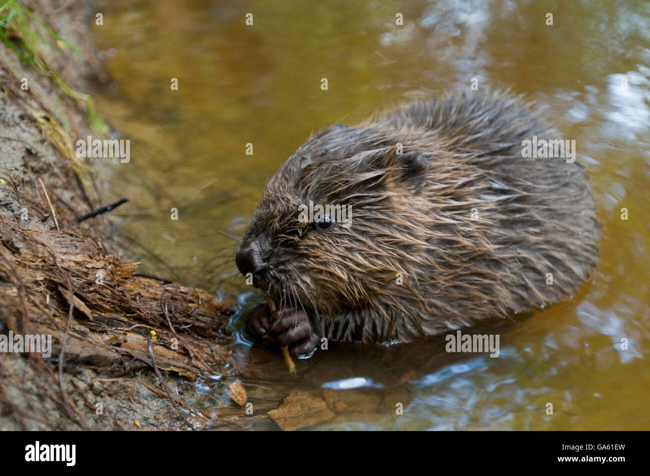 Europäischer Biber, jung, Rosenheim, Bayern, Deutschland, Europa / (Castor Fiber) Stockfoto