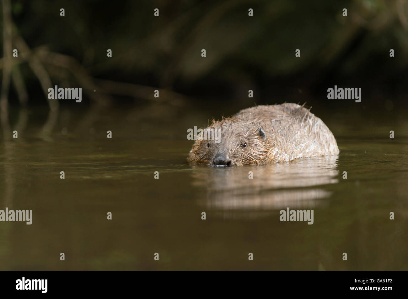 Europäischer Biber, Rosenheim, Bayern, Deutschland, Europa / (Castor Fiber) Stockfoto