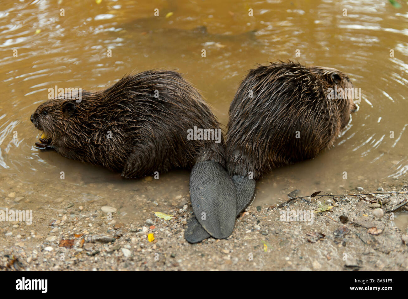 Europäischer Biber, Rosenheim, Bayern, Deutschland, Europa / (Castor Fiber) Stockfoto
