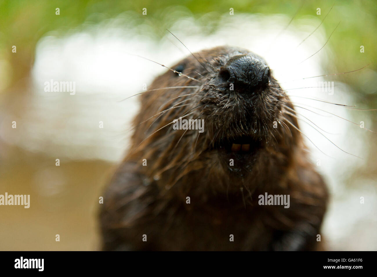 Europäischer Biber, jung, Rosenheim, Bayern, Deutschland, Europa / (Castor Fiber) Stockfoto
