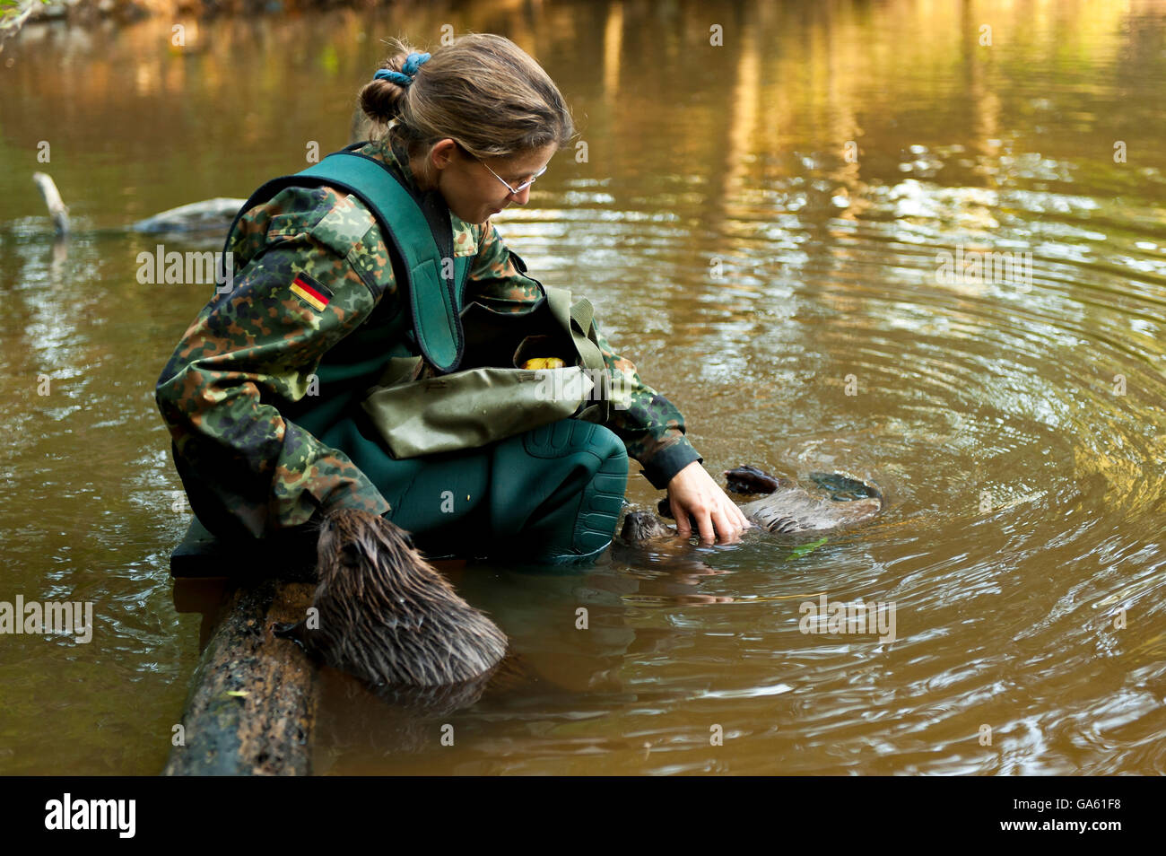Frau AndEuropean Biber, Rosenheim, Bayern, Deutschland, Europa / (Castor Fiber) Stockfoto