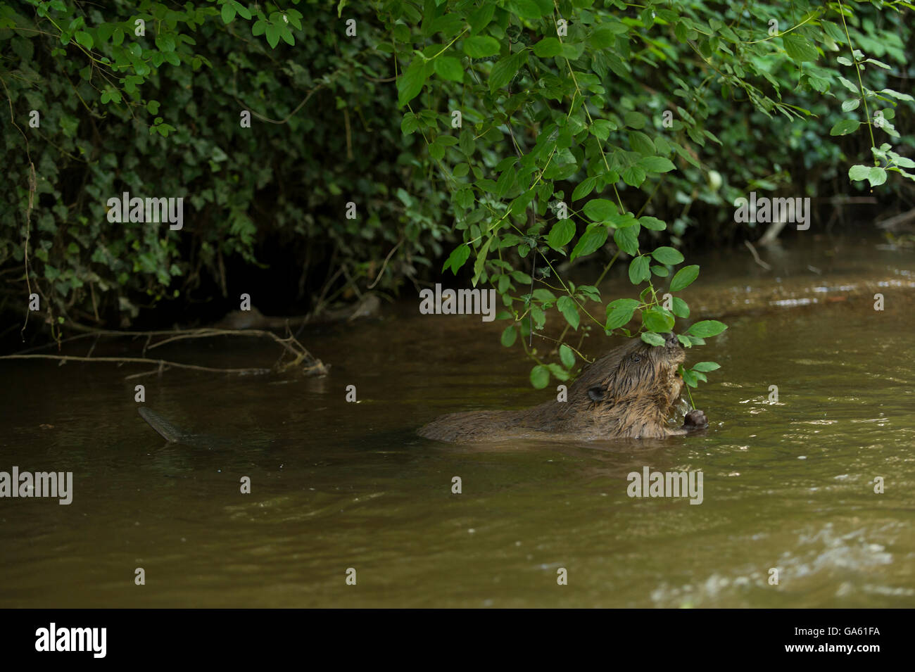 Europäischer Biber, Rosenheim, Bayern, Deutschland, Europa / (Castor Fiber) Stockfoto