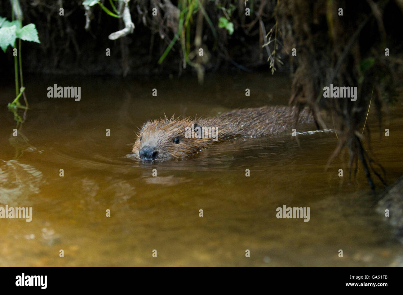 Europäischer Biber, jung, Rosenheim, Bayern, Deutschland, Europa / (Castor Fiber) Stockfoto