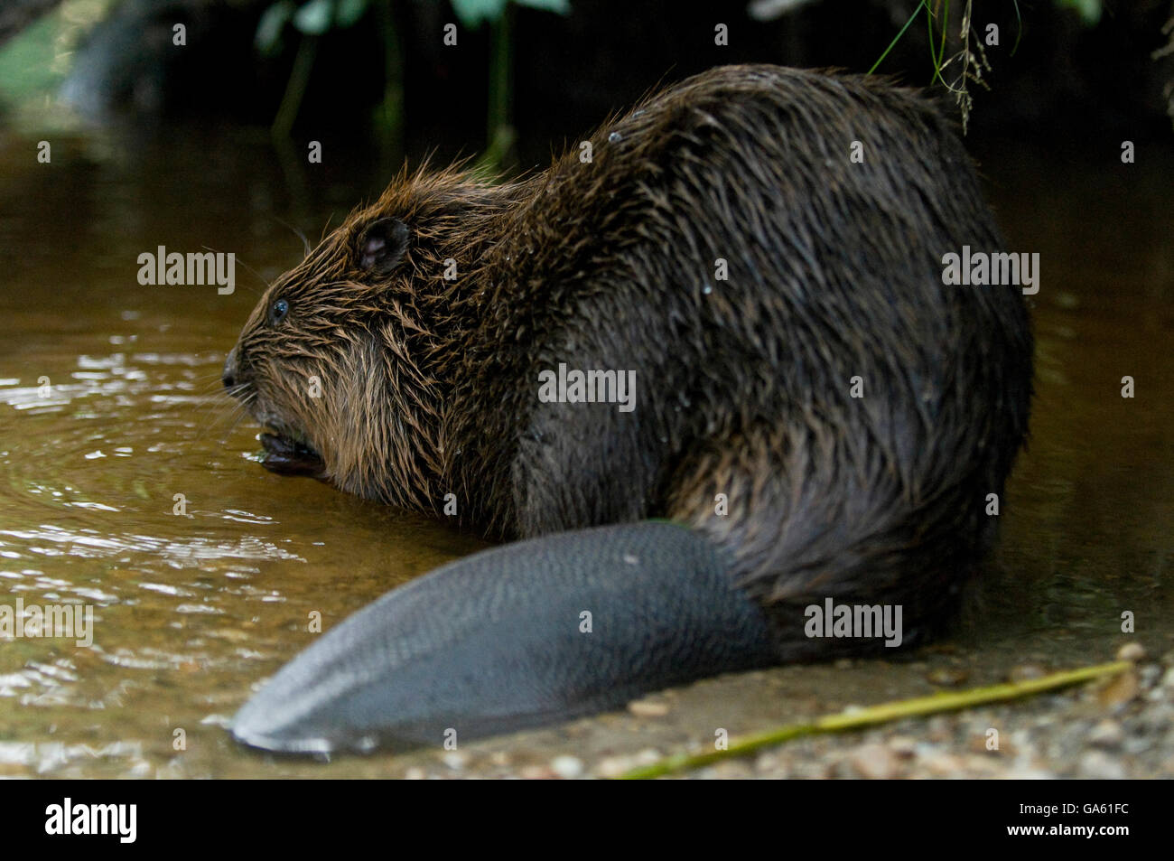 Europäischer Biber, Rosenheim, Bayern, Deutschland, Europa / (Castor Fiber) Stockfoto