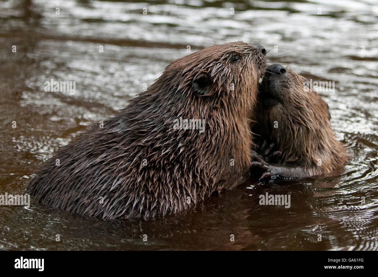 Europäischer Biber, Rosenheim, Bayern, Deutschland, Europa / (Castor Fiber) Stockfoto