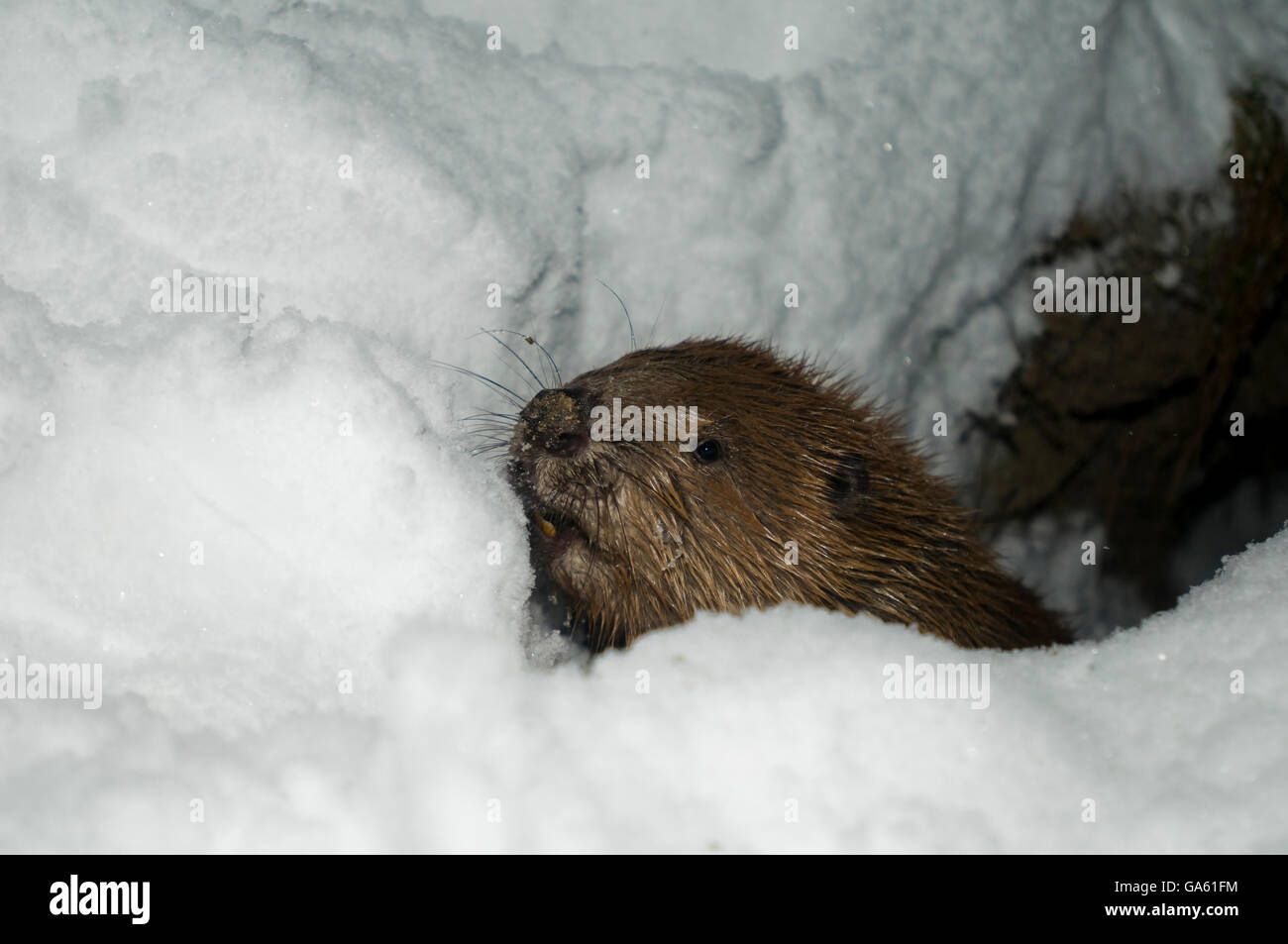 Europäischer Biber, Rosenheim, Bayern, Deutschland, Europa / (Castor Fiber) Stockfoto