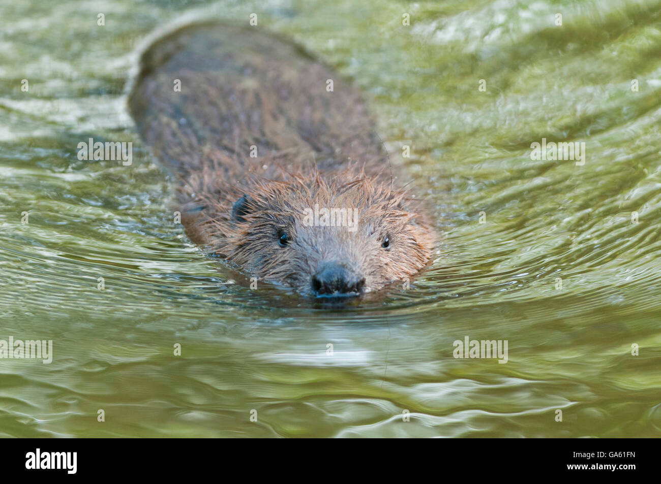 Europäischer Biber, Rosenheim, Bayern, Deutschland, Europa / (Castor Fiber) Stockfoto