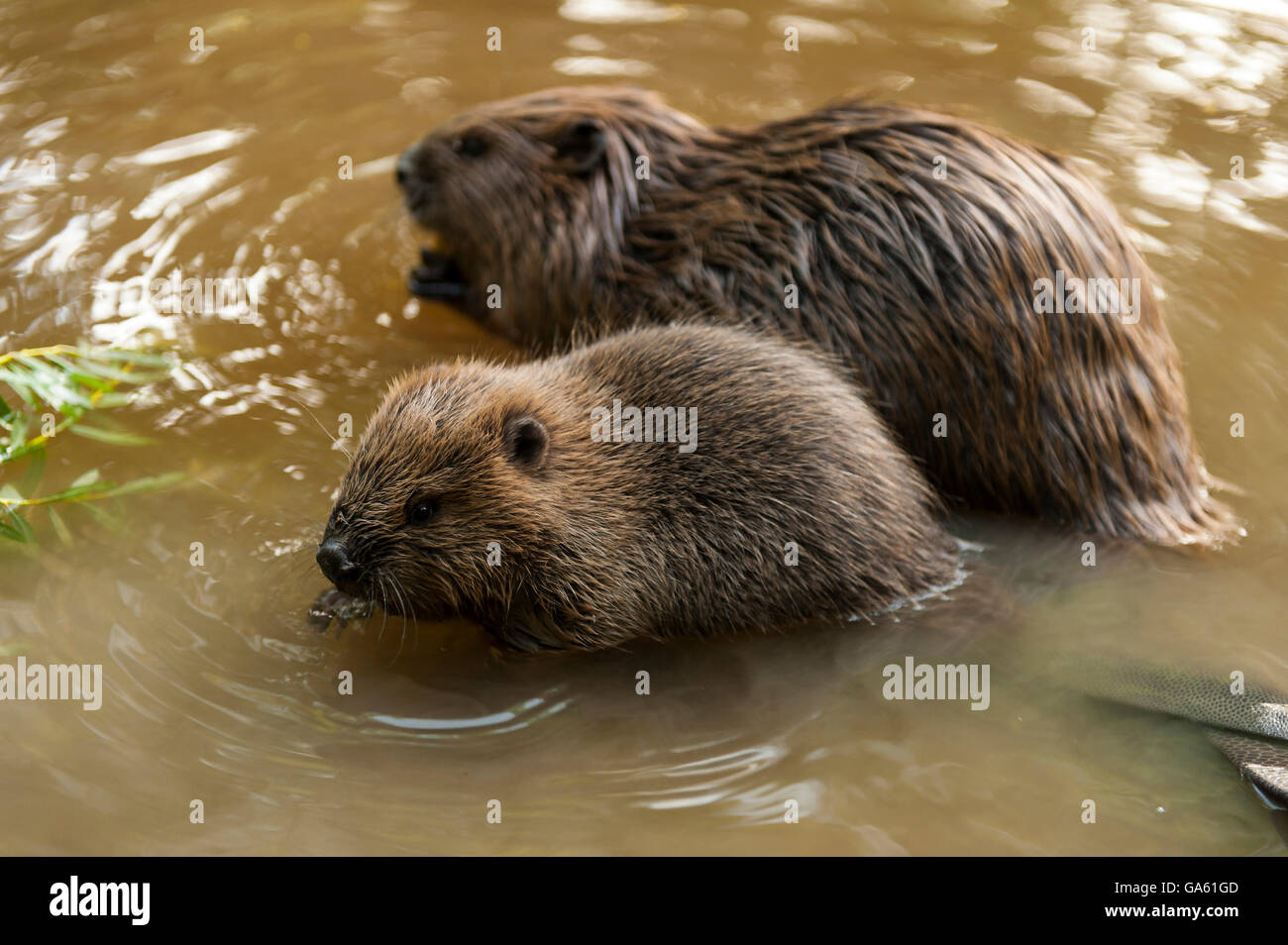 Europäischer Biber mit jungen, Rosenheim, Bayern, Deutschland, Europa / (Castor Fiber) Stockfoto