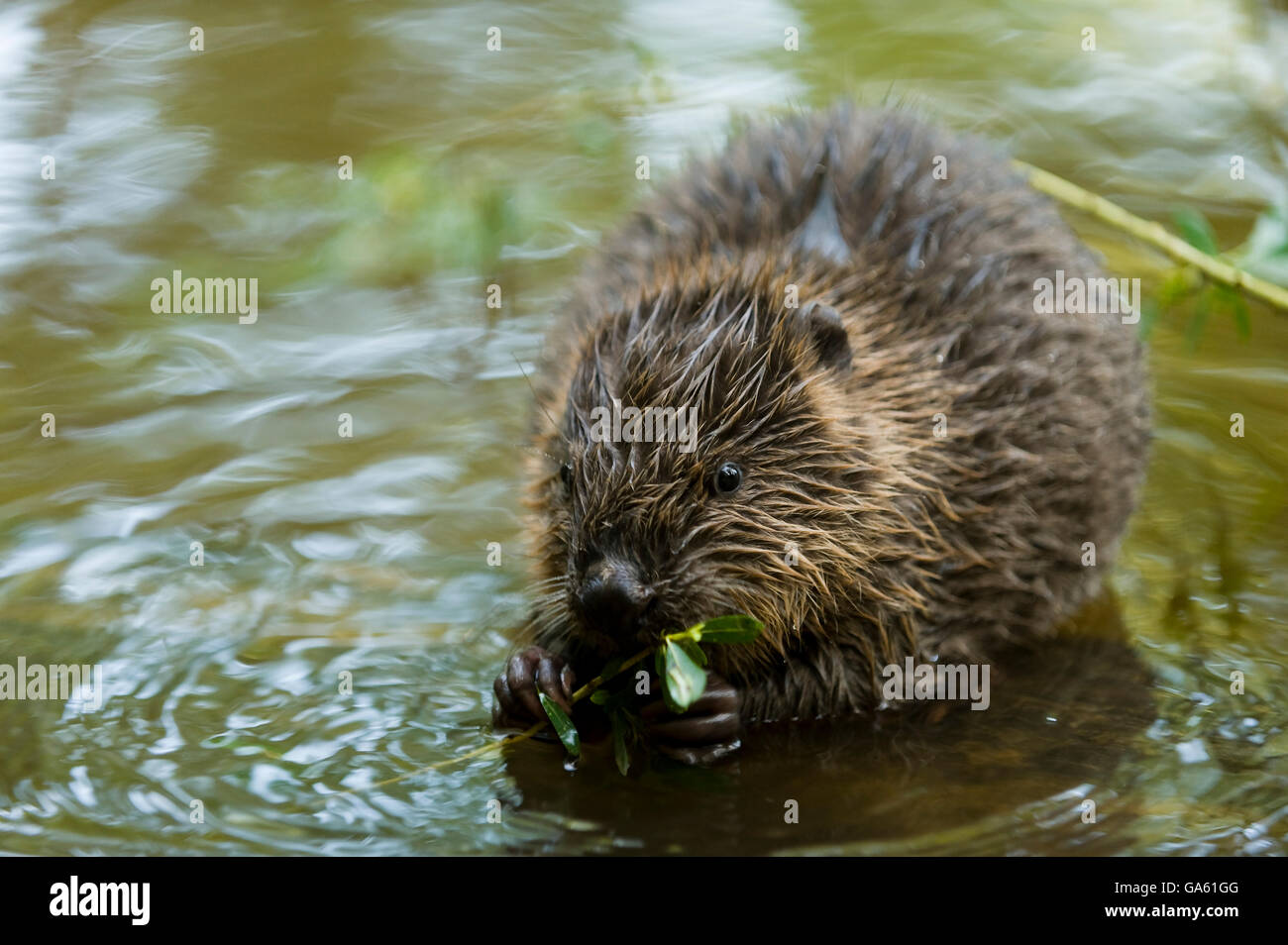 Europäischer Biber, jung, Rosenheim, Bayern, Deutschland, Europa / (Castor Fiber) Stockfoto