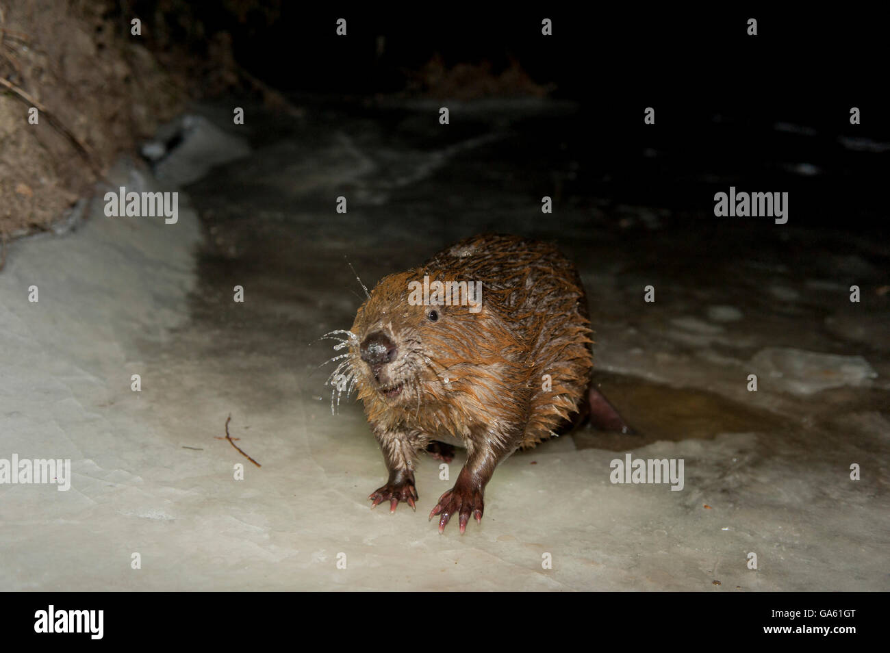 Europäischer Biber, Rosenheim, Bayern, Deutschland, Europa / (Castor Fiber) Stockfoto