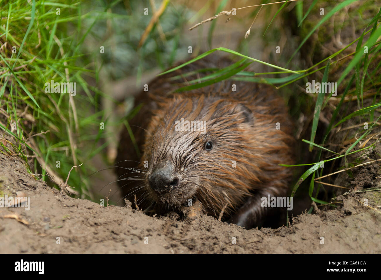 Europäischer Biber, Rosenheim, Bayern, Deutschland, Europa / (Castor Fiber) Stockfoto
