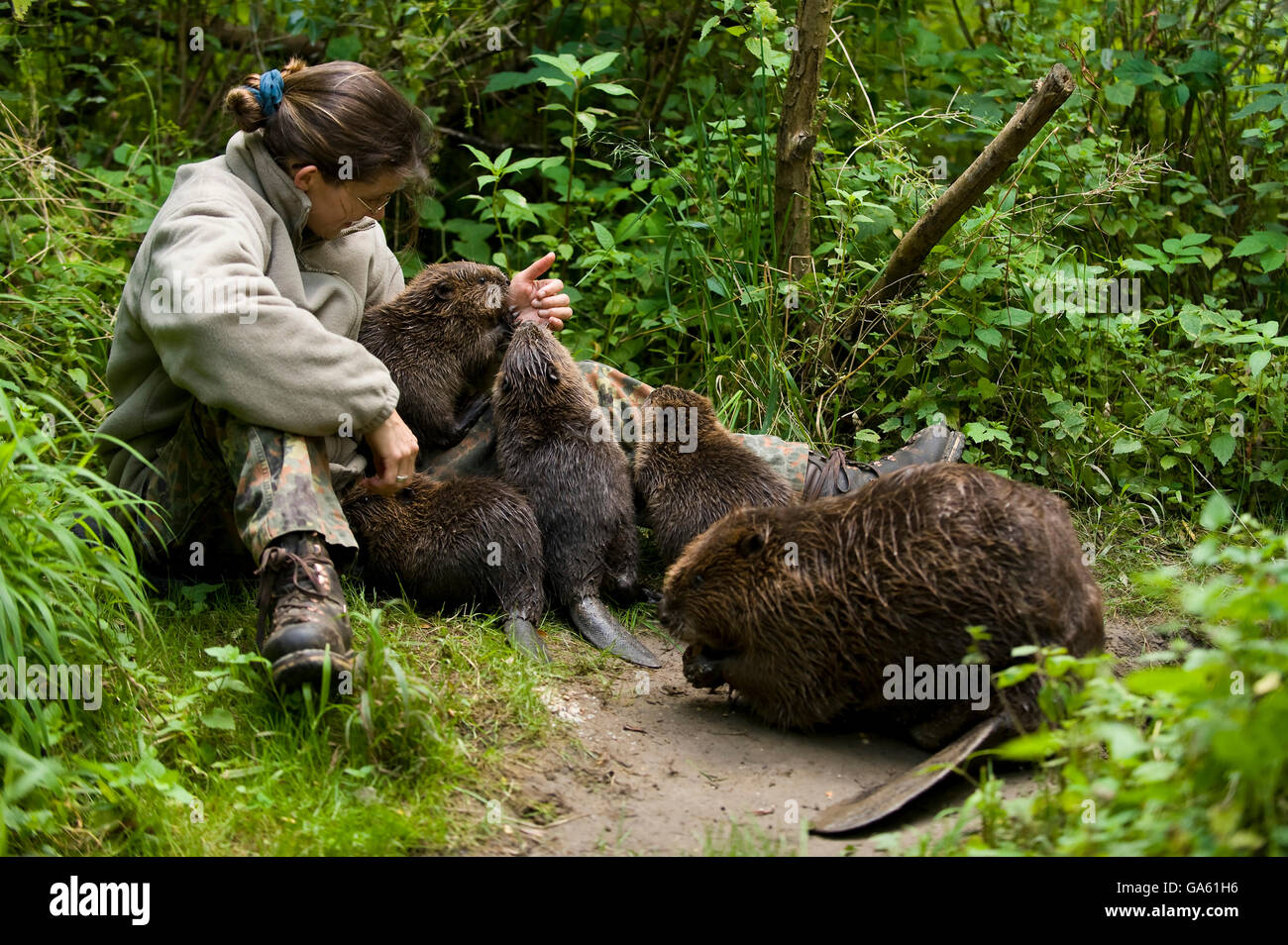 Frau AndEuropean Biber, Rosenheim, Bayern, Deutschland, Europa / (Castor Fiber) Stockfoto