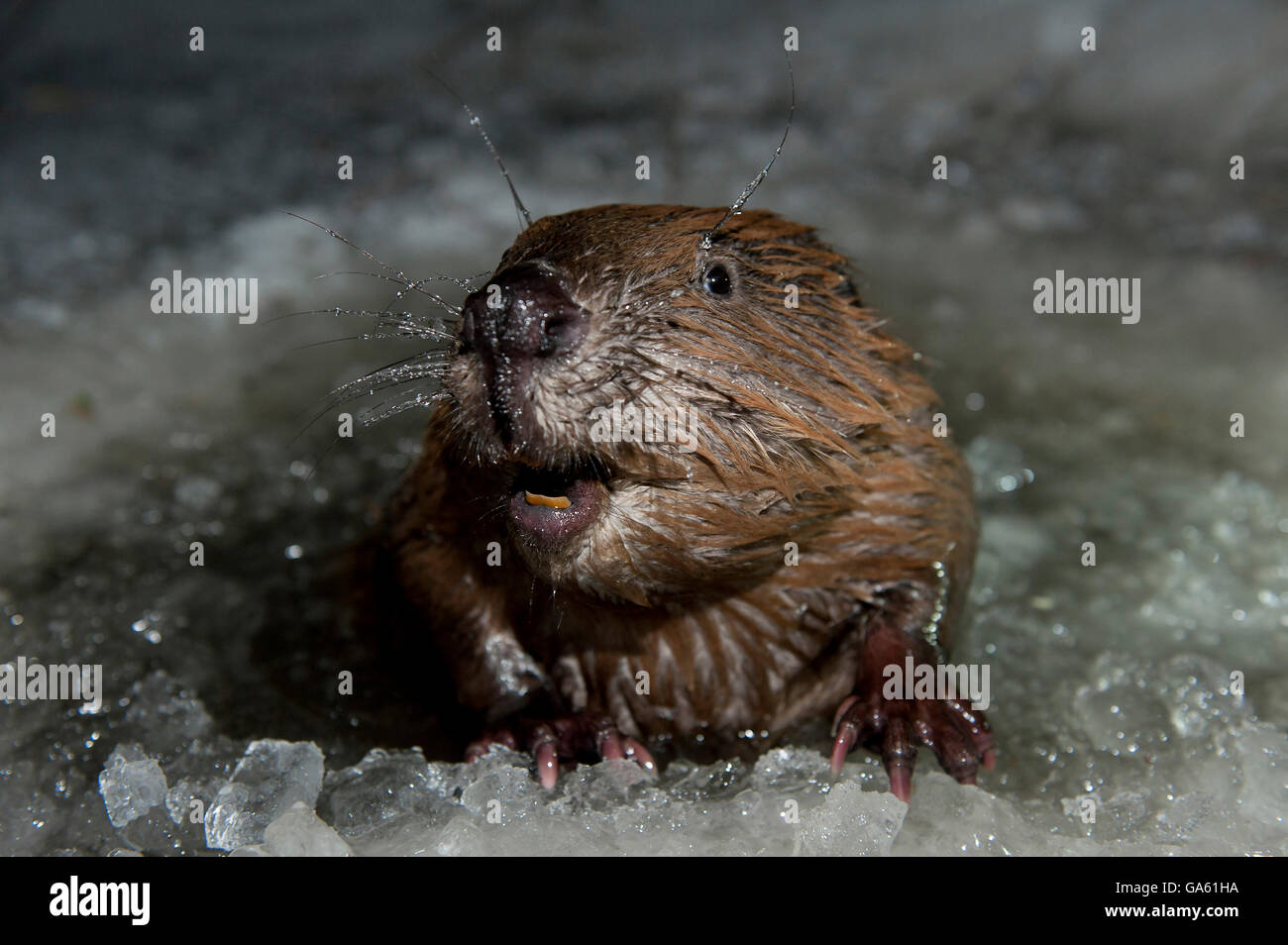 Europäischer Biber, Rosenheim, Bayern, Deutschland, Europa / (Castor Fiber) Stockfoto