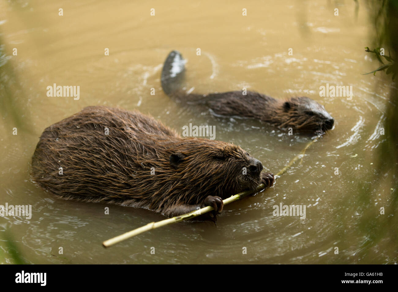 Europäischer Biber mit jungen, Rosenheim, Bayern, Deutschland, Europa / (Castor Fiber) Stockfoto