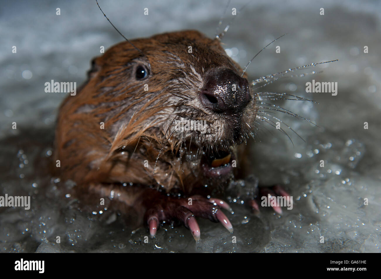 Europäischer Biber, Rosenheim, Bayern, Deutschland, Europa / (Castor Fiber) Stockfoto