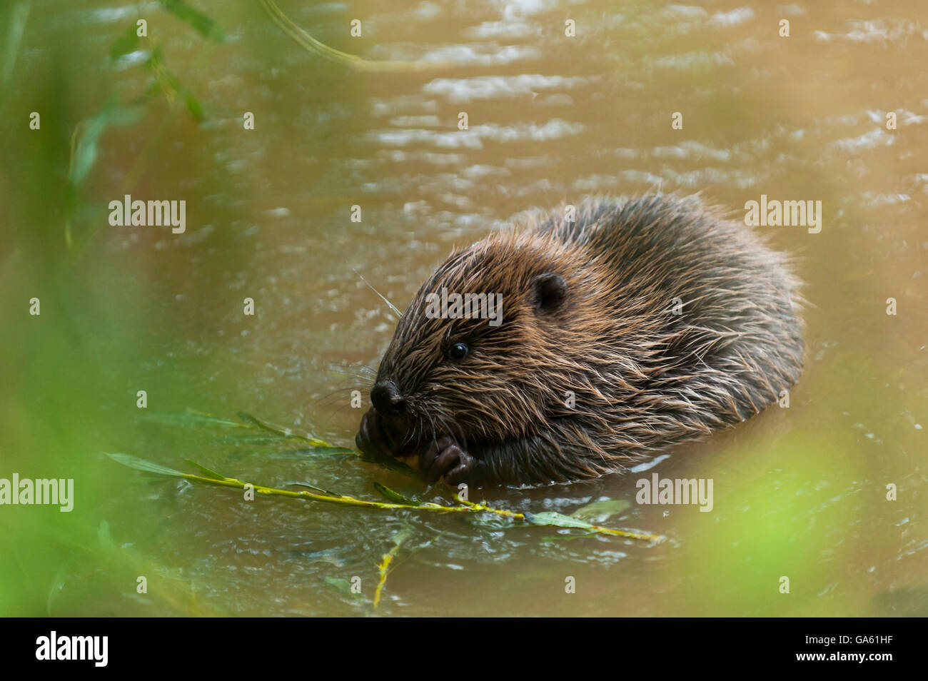 Europäischer Biber, jung, Rosenheim, Bayern, Deutschland, Europa / (Castor Fiber) Stockfoto