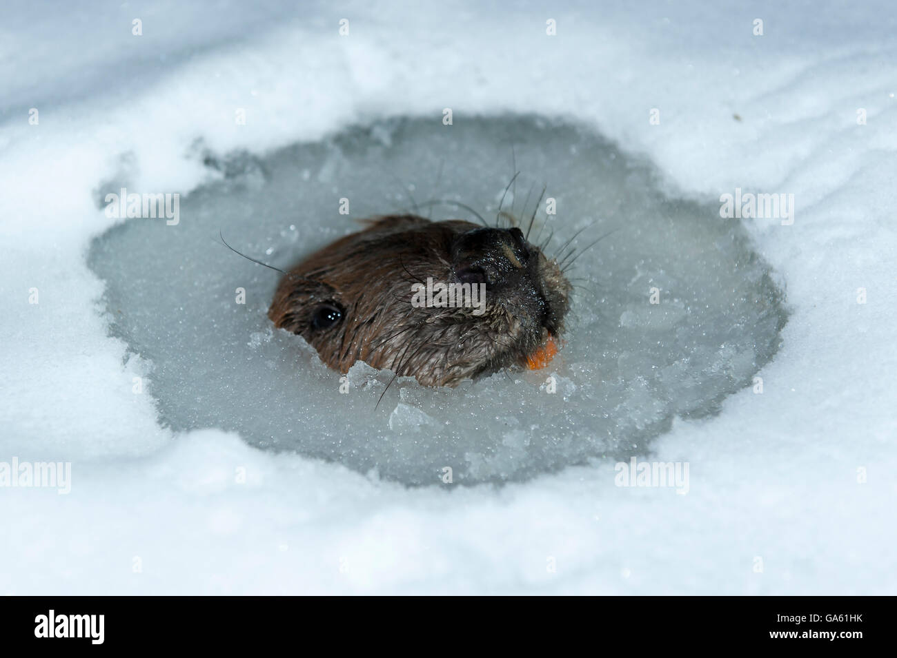 Europäischer Biber, Rosenheim, Bayern, Deutschland, Europa / (Castor Fiber) Stockfoto