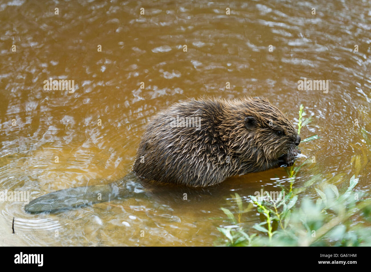 Europäischer Biber, jung, Rosenheim, Bayern, Deutschland, Europa / (Castor Fiber) Stockfoto
