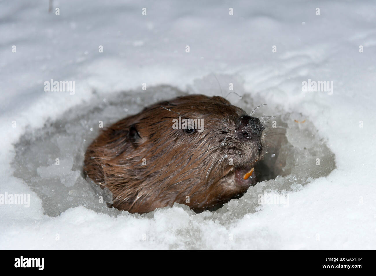 Europäischer Biber, Rosenheim, Bayern, Deutschland, Europa / (Castor Fiber) Stockfoto