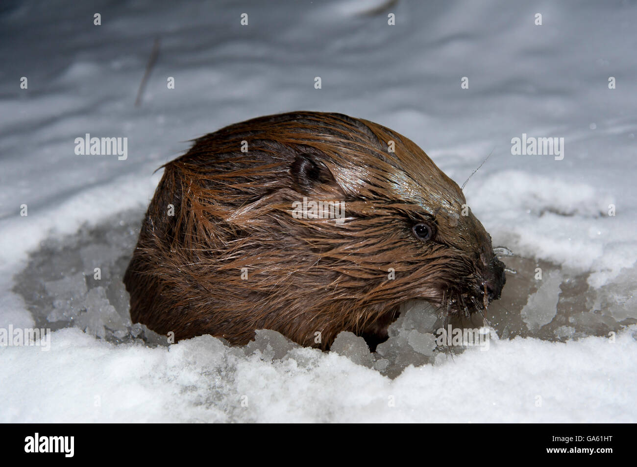 Europäischer Biber, Rosenheim, Bayern, Deutschland, Europa / (Castor Fiber) Stockfoto