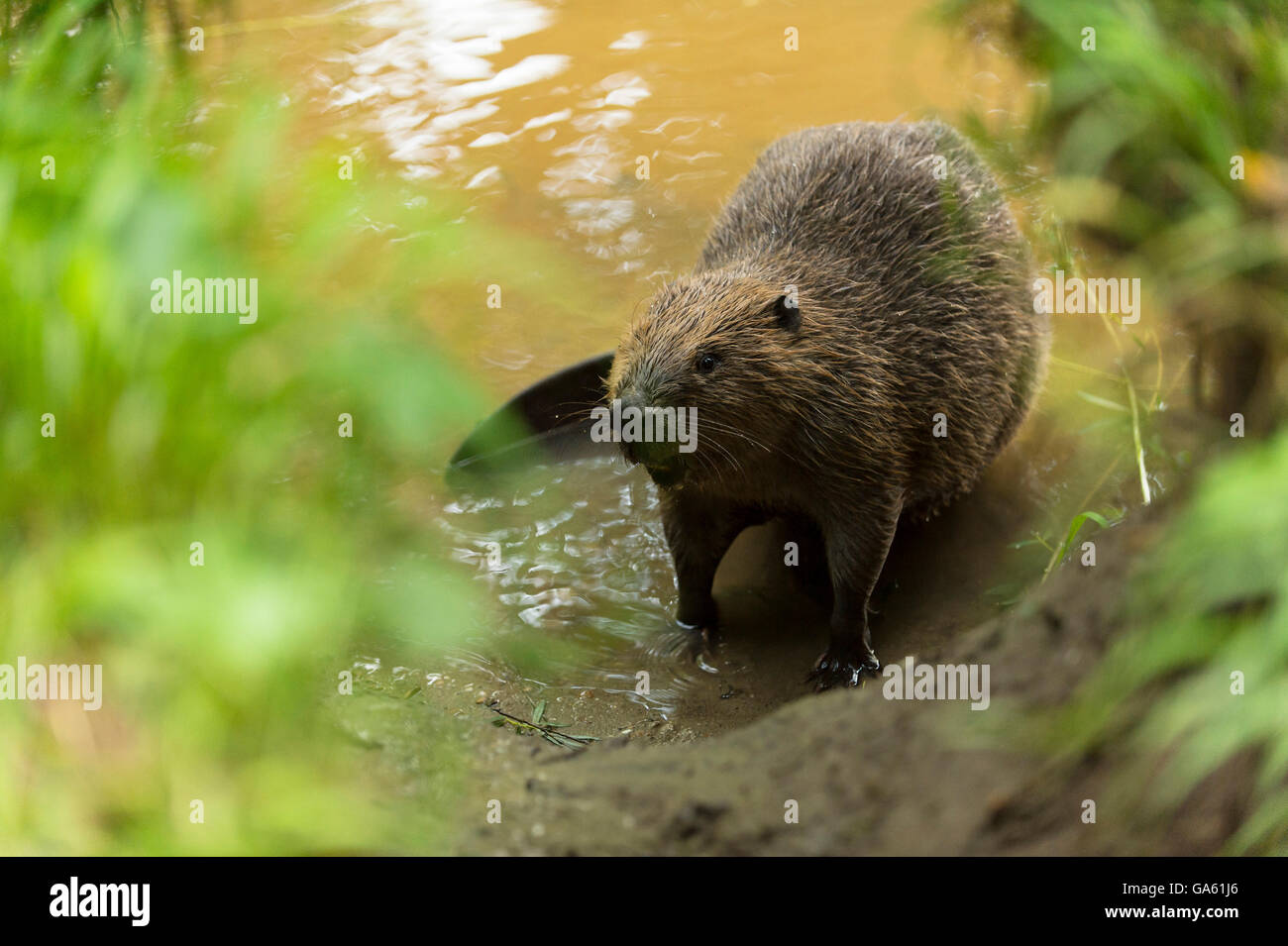 Europäischer Biber, Rosenheim, Bayern, Deutschland, Europa / (Castor Fiber) Stockfoto