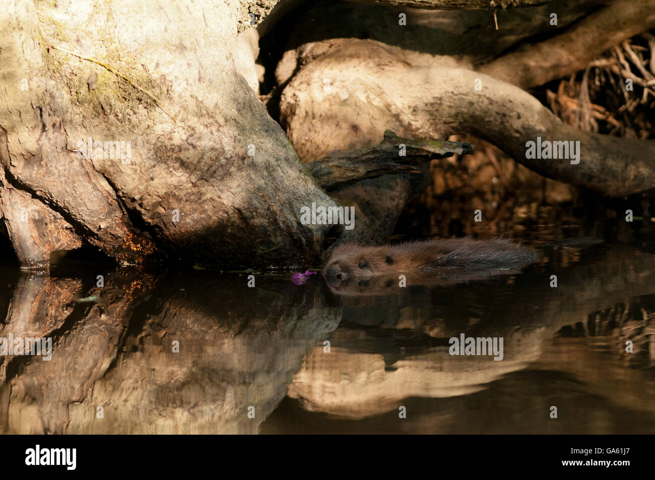 Europäischer Biber, jung, Rosenheim, Bayern, Deutschland, Europa / (Castor Fiber) Stockfoto