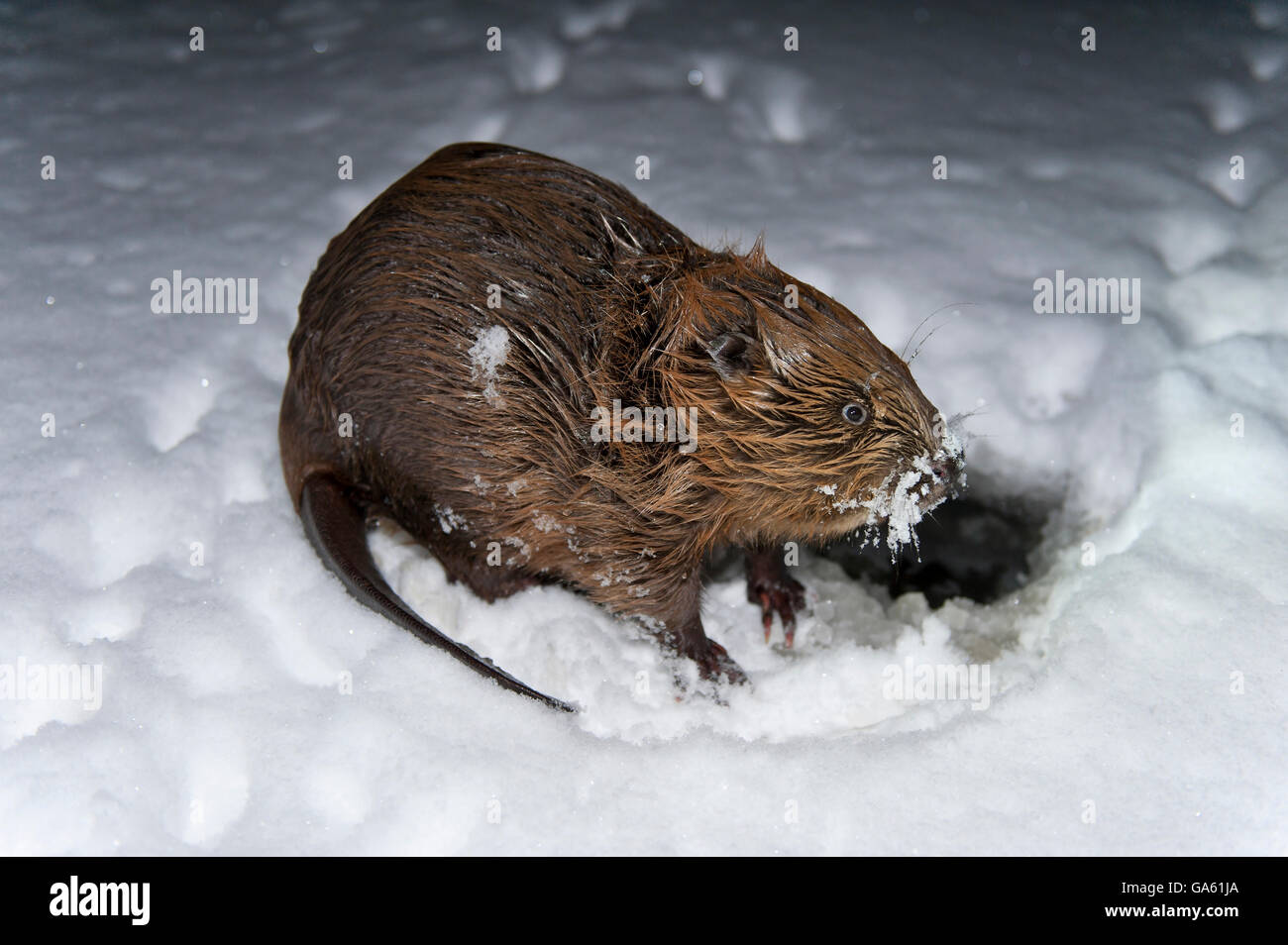 Europäischer Biber, Rosenheim, Bayern, Deutschland, Europa / (Castor Fiber) Stockfoto