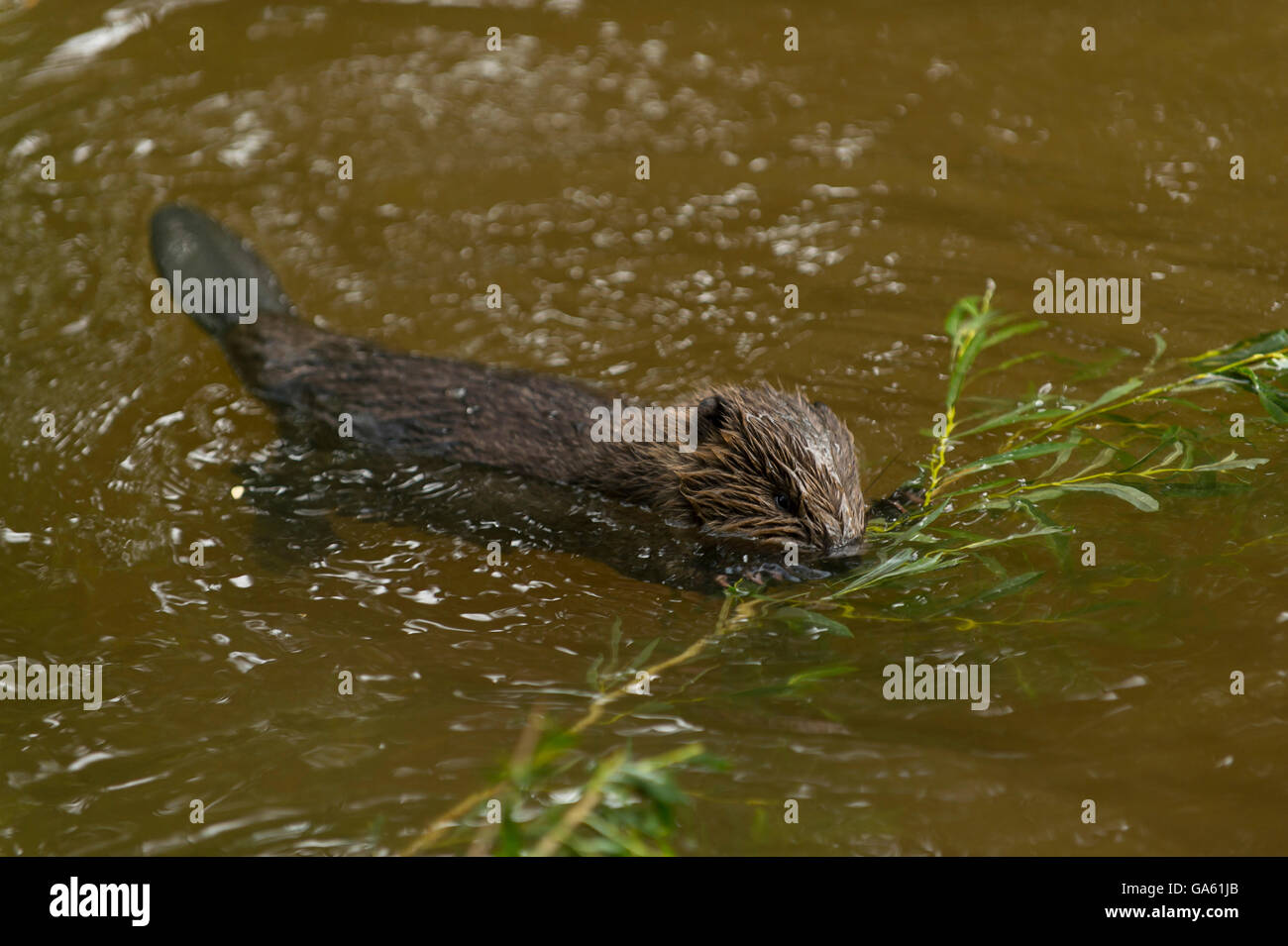 Europäischer Biber, jung, Rosenheim, Bayern, Deutschland, Europa / (Castor Fiber) Stockfoto