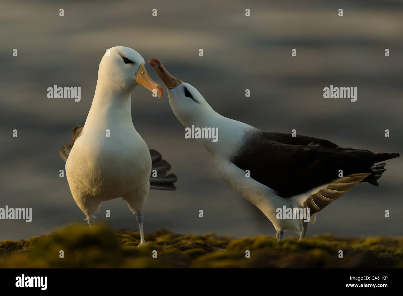 Black-browed Albatros, Saunders Island, Falkland-Inseln / (Thalassarche Melanophris) Stockfoto