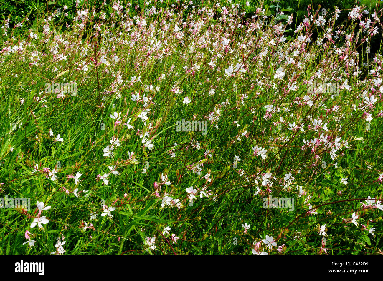 Kleine rosa Blumen Gaura Lindheimeri 'White Sparkle", in einem Garten. Stockfoto
