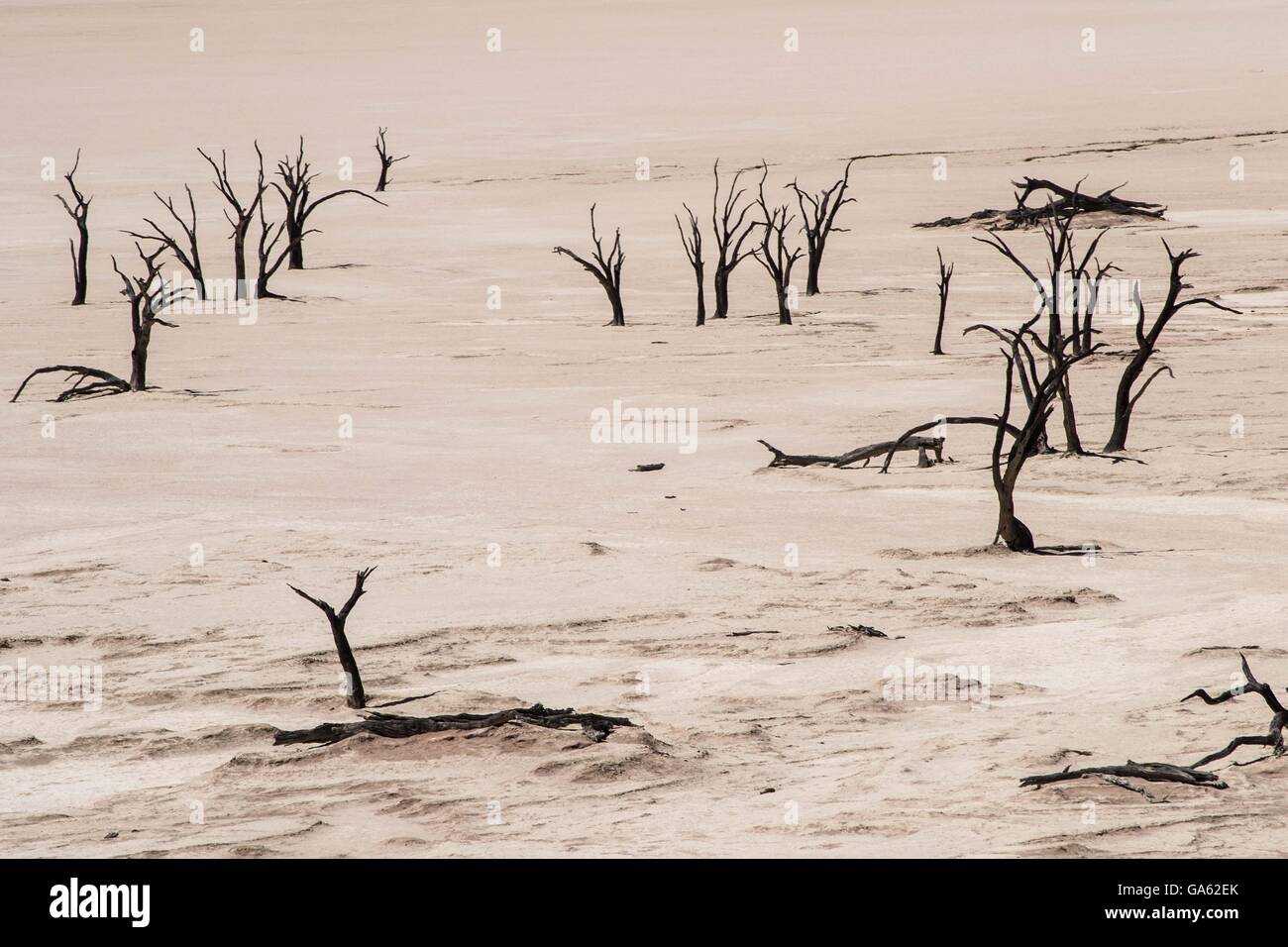Tote Bäume im Dead Vlei Namibia Stockfoto