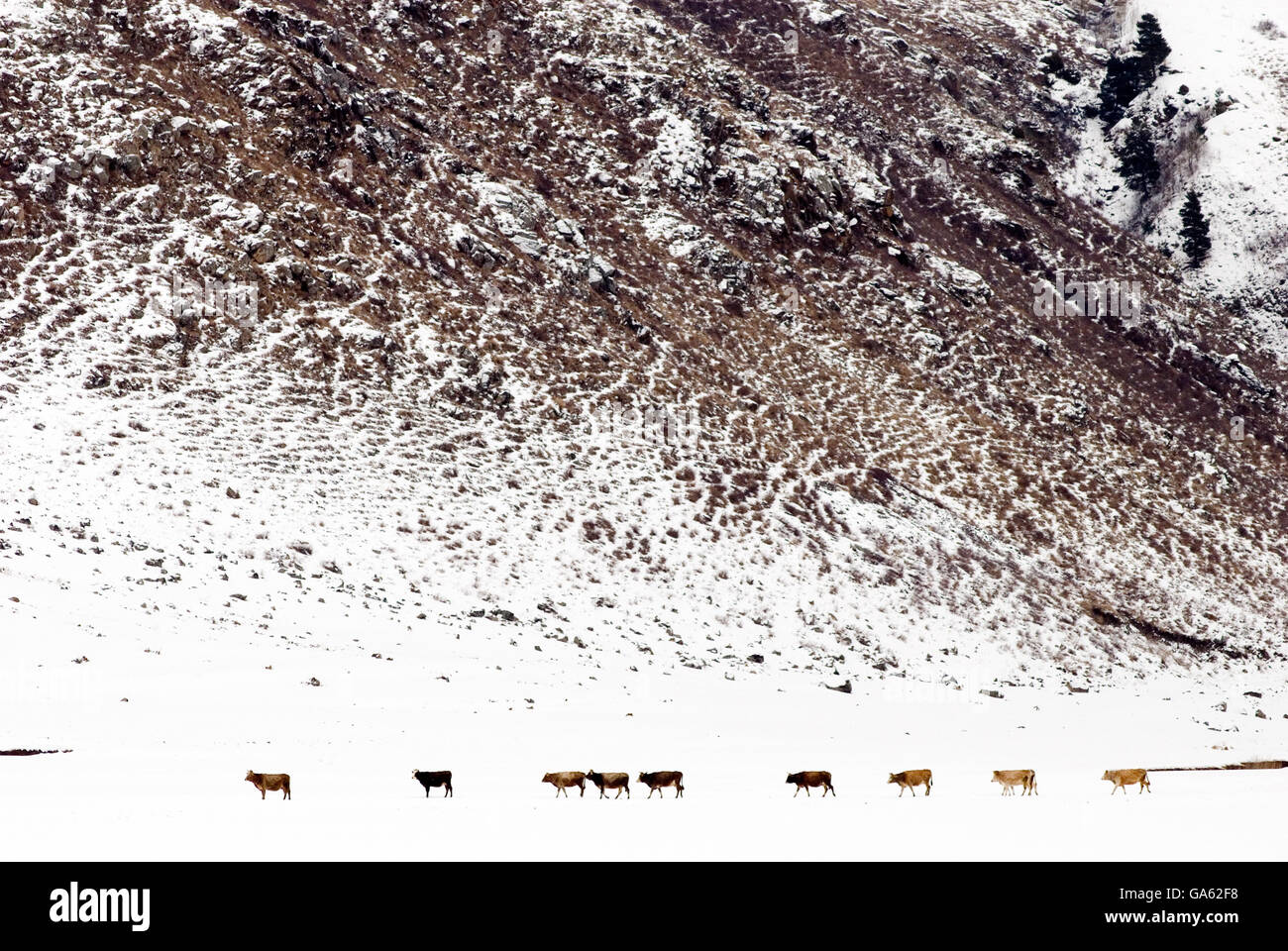 Blick auf Winter und Kühe auf dem Hintergrund Berg. Kura-Tal und in der Nähe des Flusses Kura, Ardahan, Türkei Stockfoto