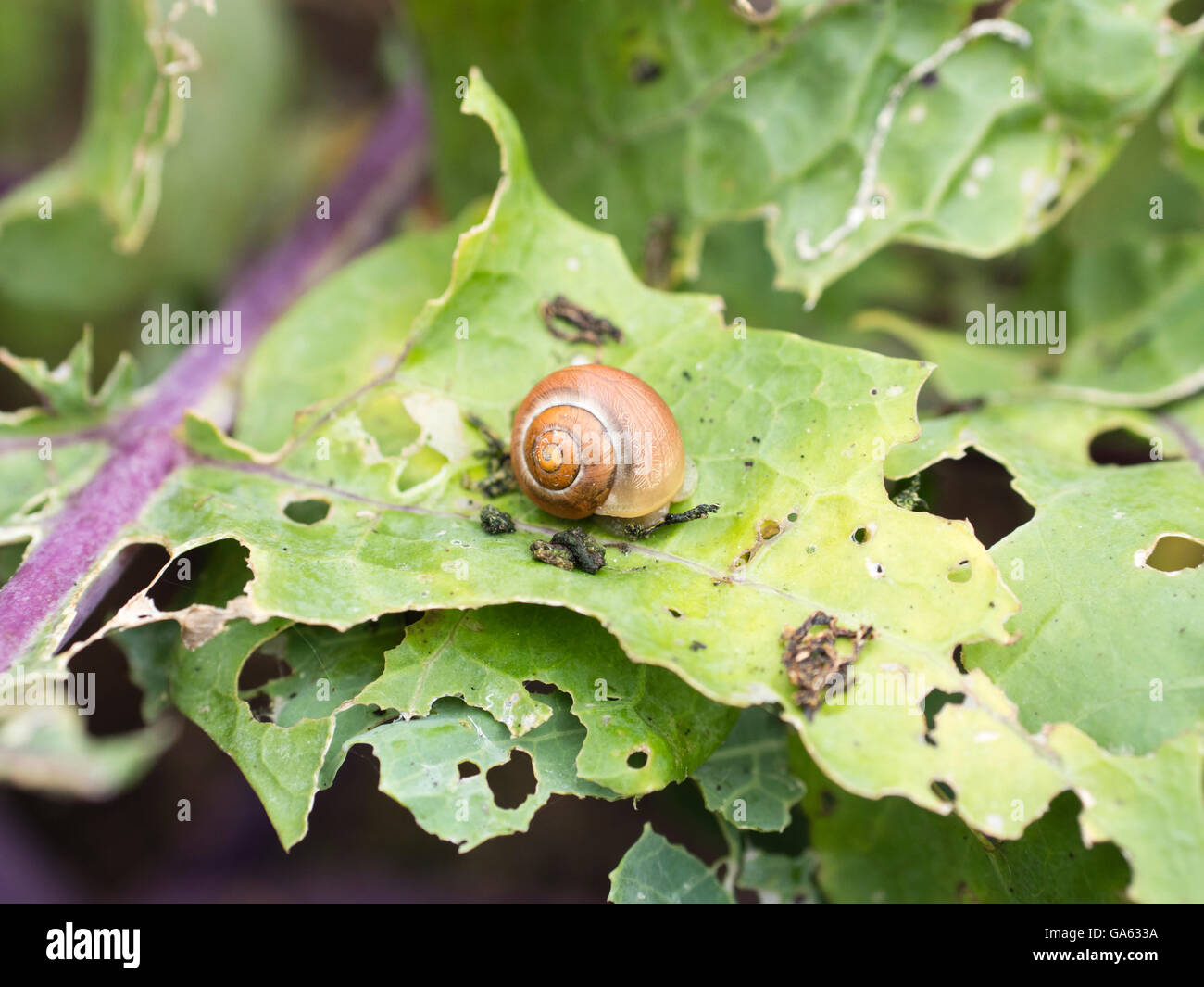 Schnecke auf einem Kohlrabi (deutsche Rübe oder Kohlrabi) Blatt mit Schnecke und Kohl Fliege Schaden. Stockfoto