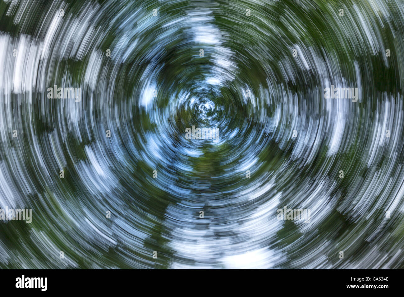 BLICKTE ZU HOHEN KIEFERN SPINNING Stockfoto