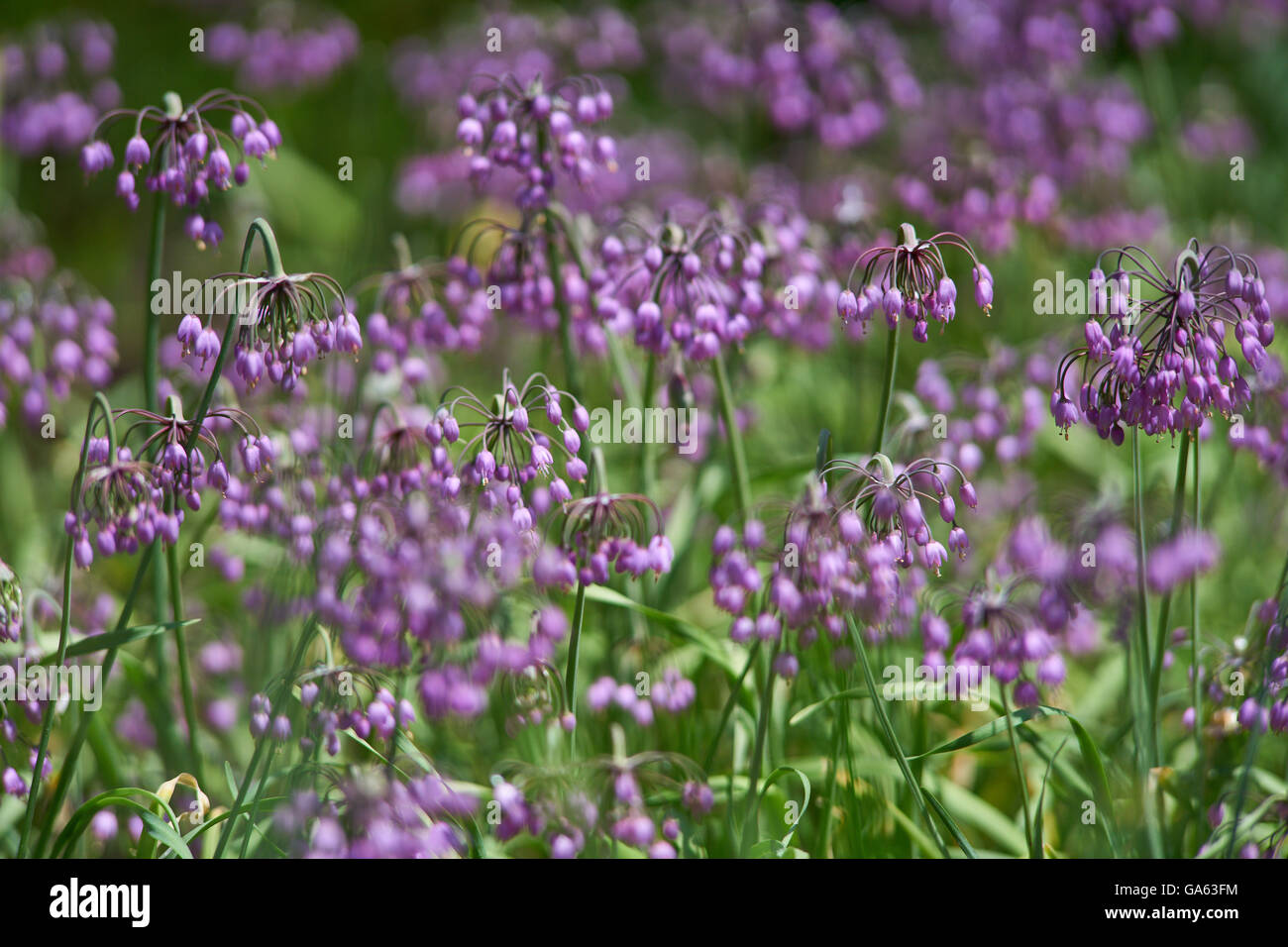 Allium Carinatum Hexe gekielt Knoblauch Knoblauch Unterart pulchellum Stockfoto