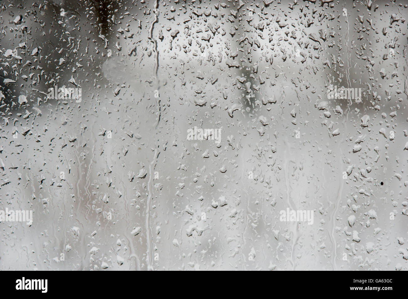 Regentropfen auf einer Fensterscheibe mit verschwommenen Bäumen und Pflanzen außerhalb im Hintergrund Stockfoto