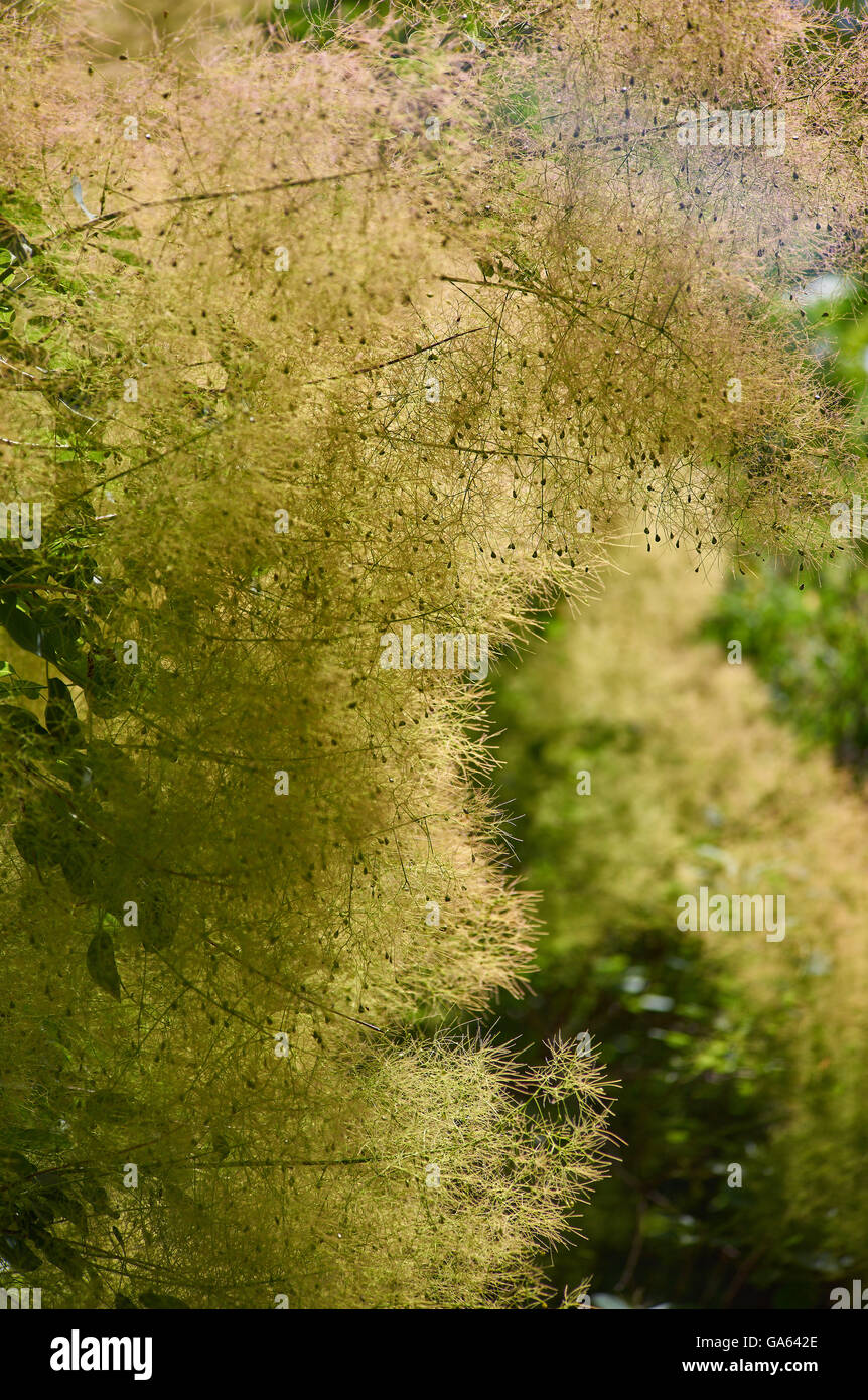 Rauch-Baum Busch Rhus Cotinus Coggygria europäischen Smoketree blühen Stockfoto
