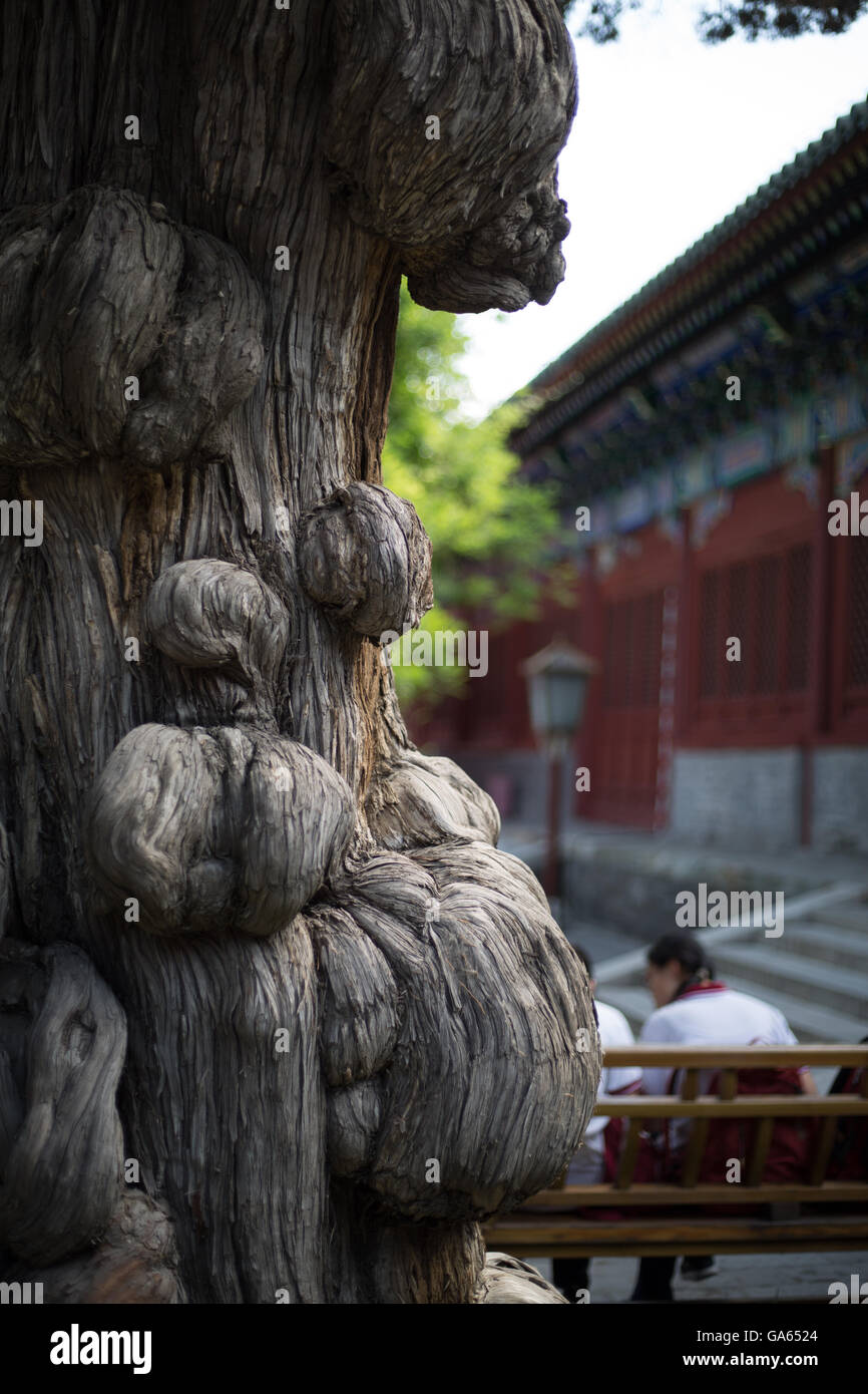 Konfuzius-Tempel und Imperial College Museum in Peking, China Stockfoto