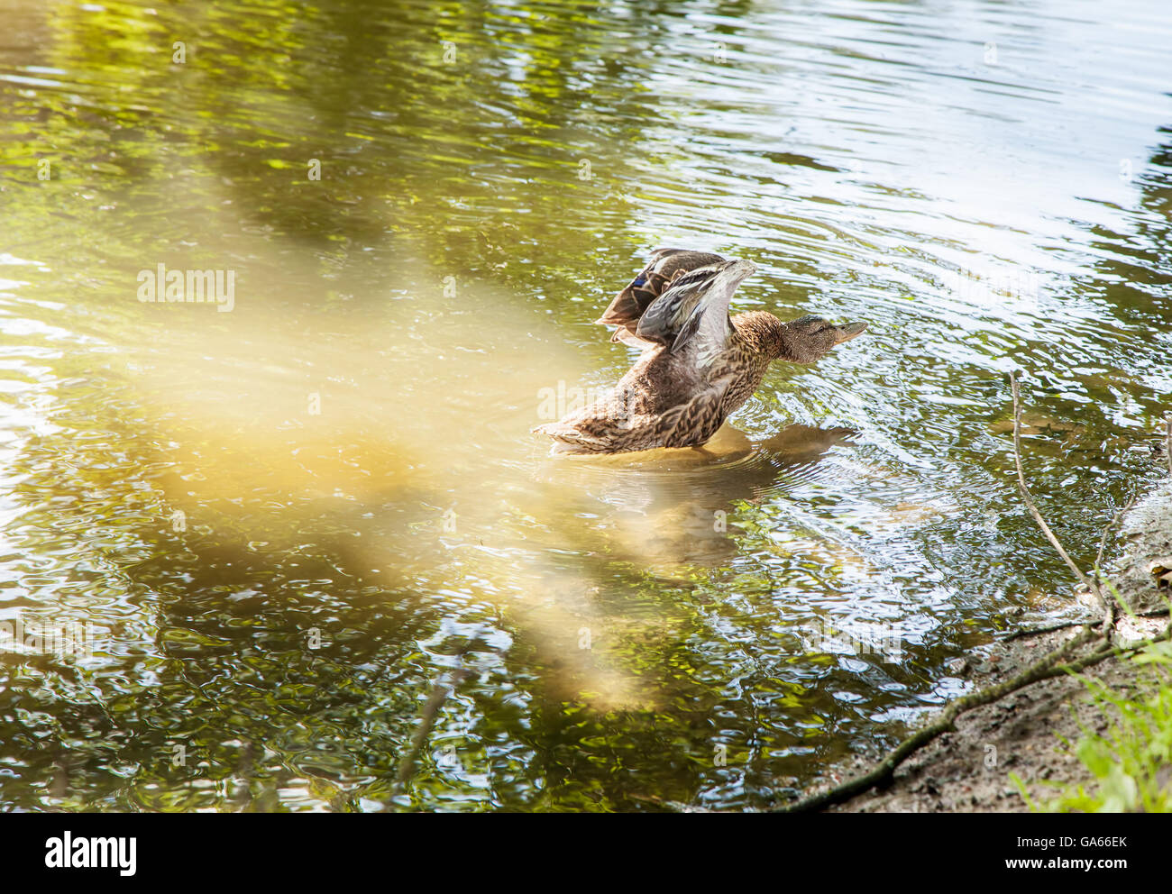 Ente schlägt mit den Flügeln am See an sonnigen Sommertag Stockfoto