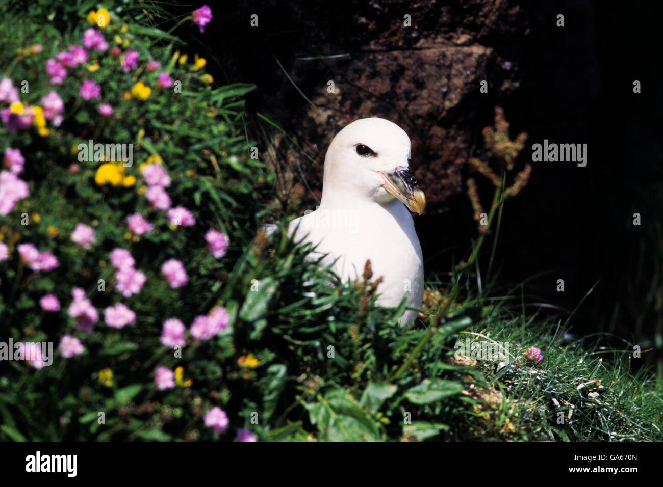 Fulmar (Fulmarus Cyclopoida) Inkubation auf Nest - Insel Handa/Schottland Stockfoto