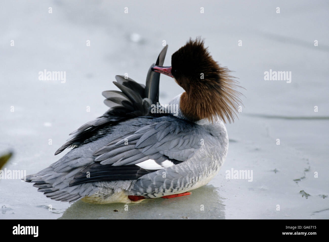 Erwachsene weibliche Gänsesäger (Mergus Prototyp) putzen seine Federn auf einem zugefrorenen See - Ammersee, Bayern/Deutschland Stockfoto