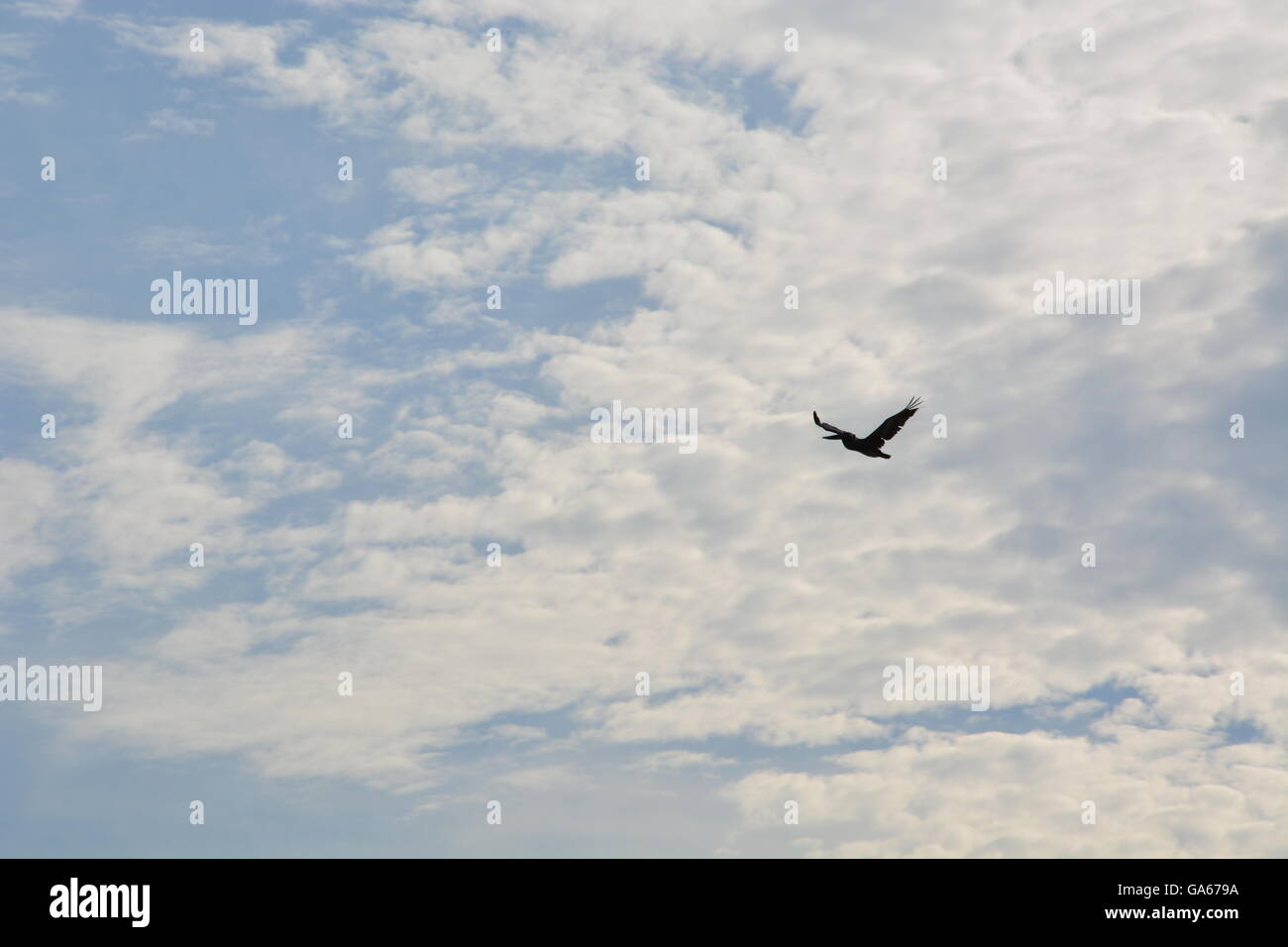 Ein Pelikan über den Strand fliegen auf der Suche nach Fisch im Ozean am Oak Island, North Carolina. Stockfoto