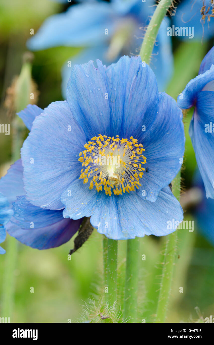 Himalaya Blue Poppy [Meconopsis Baileyi] Juni. Gewachsen im Vereinigten Königreich. Stockfoto