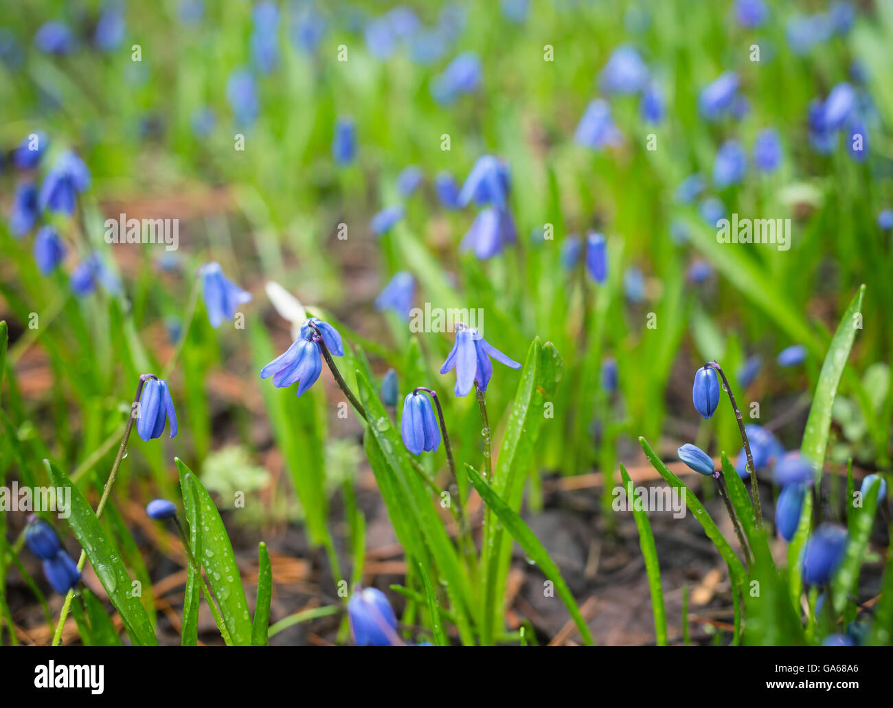 Wiese mit blauen Blüten Scilla Siberica (sibirischer Blaustern oder Holz Blaustern) Stockfoto