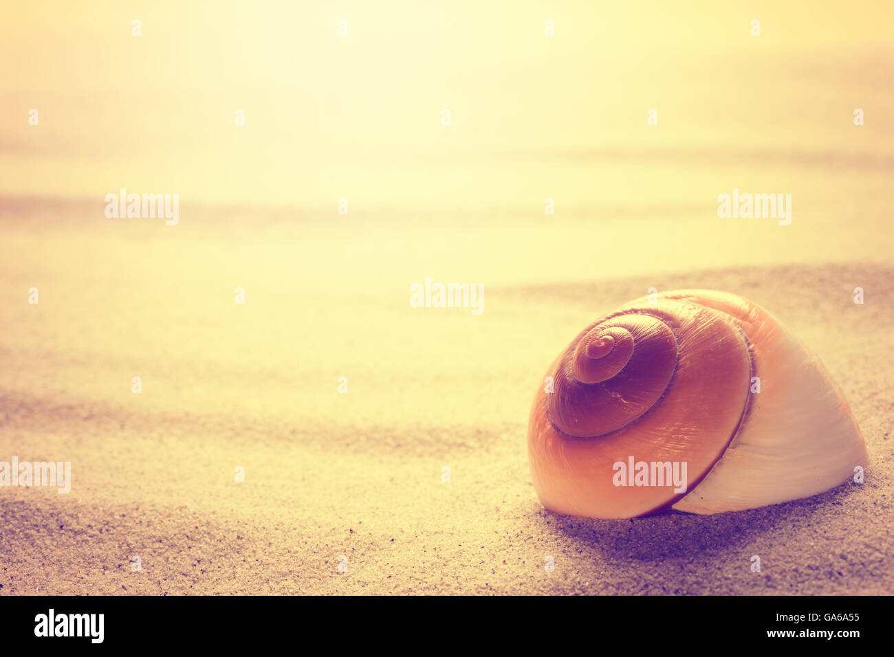 Shell am Sandstrand. Sommer Sonnenuntergang Hintergrund Stockfoto