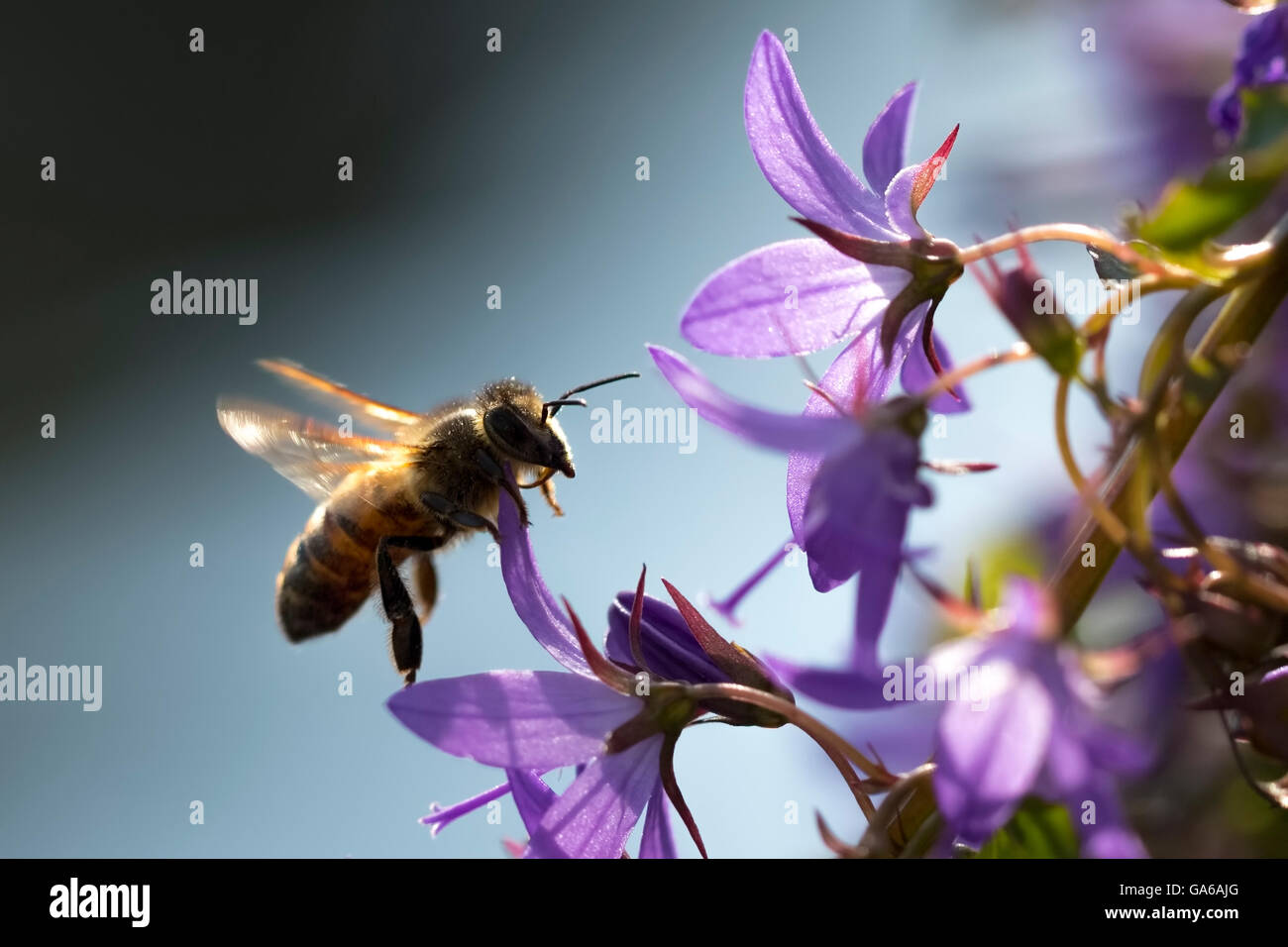 Nahaufnahme eines westlichen Honigbiene oder europäische Honigbiene (Apis Mellifera) Fütterung Blütennektar lila Glockenblume Campanula Stockfoto
