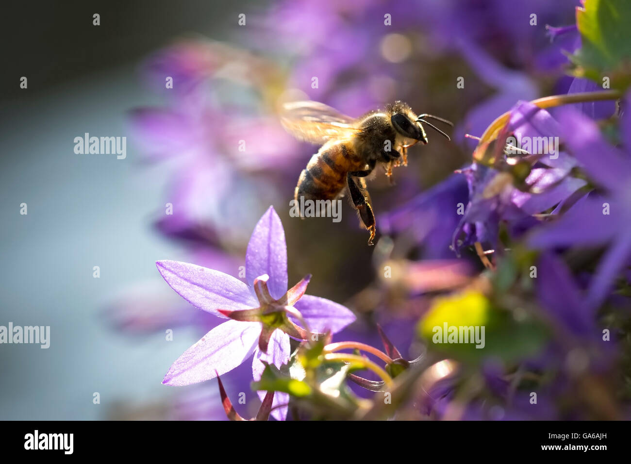 Nahaufnahme eines westlichen Honigbiene oder europäische Honigbiene (Apis Mellifera) Fütterung Blütennektar lila Glockenblume Campanula Stockfoto
