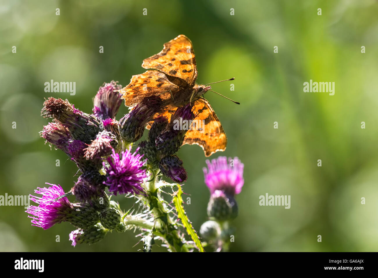 Komma Schmetterling (Polygonia c-Album) Fütterung auf lila Distel Blume an einem sonnigen Sommertag Stockfoto