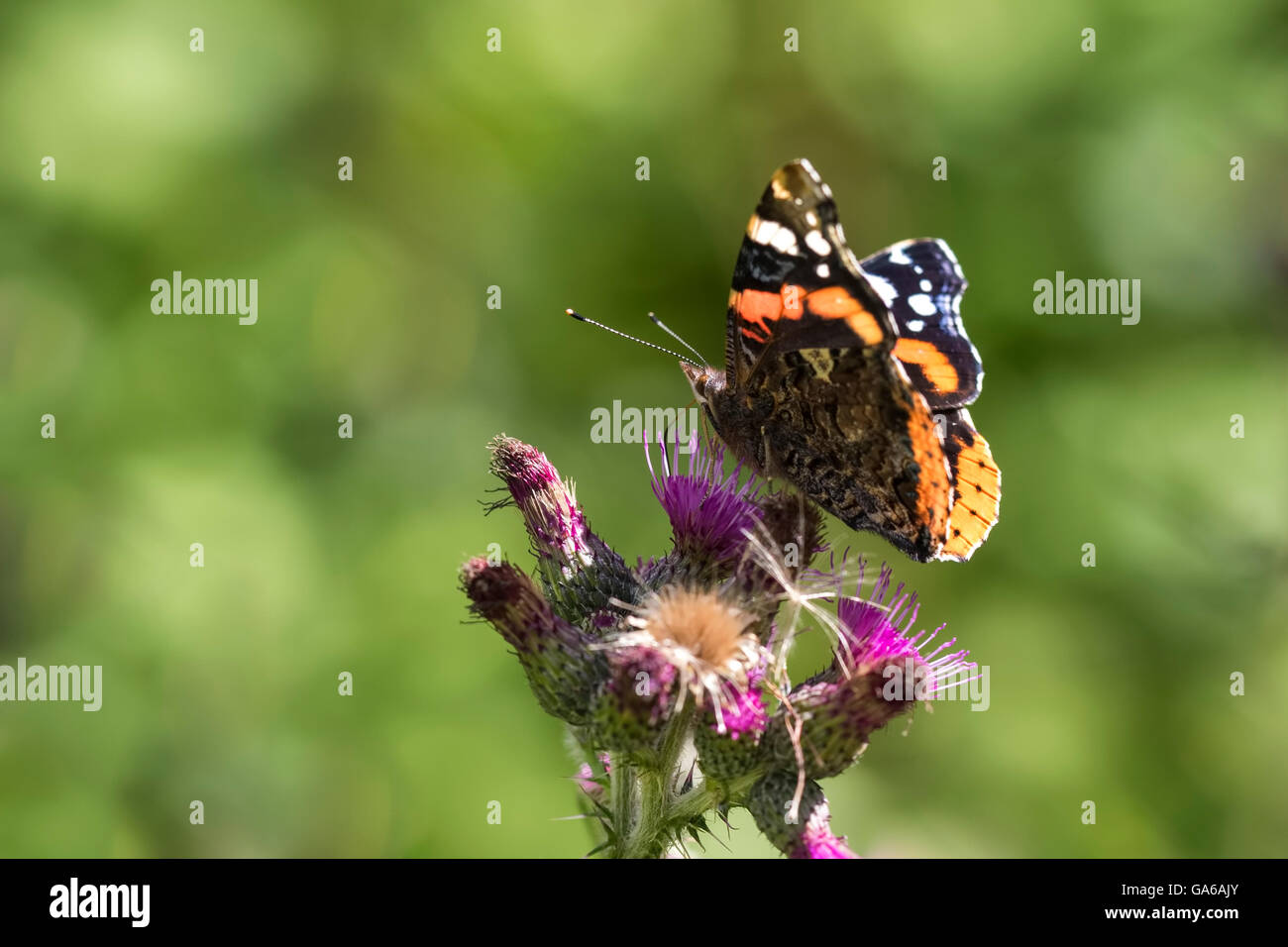 Red Admiral Schmetterling, Vanessa Atalanta, Fütterung Nektar aus einer Blume lila Distel an einem sonnigen Sommertag Stockfoto