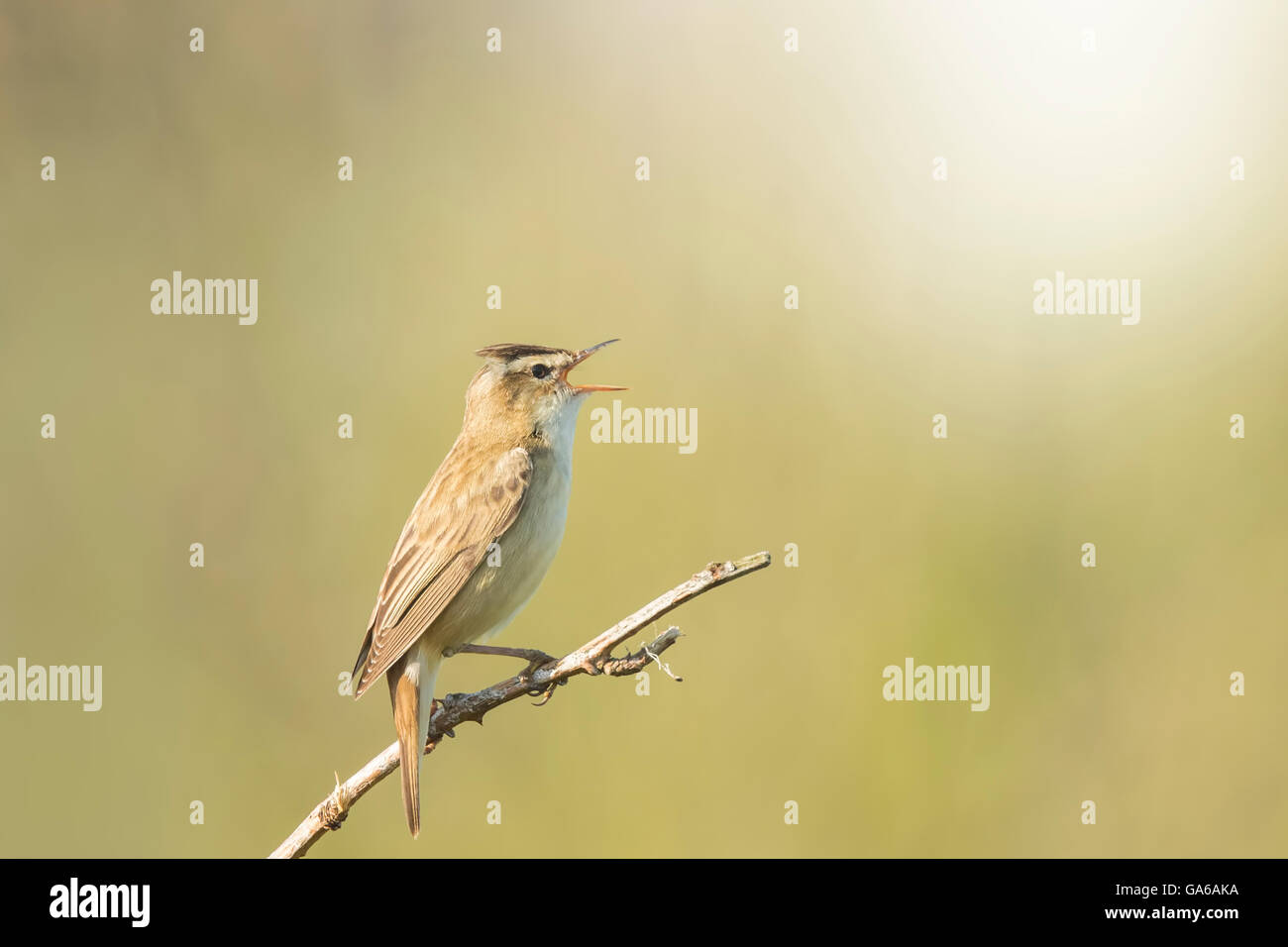 Nahaufnahme eines Schilfrohrsänger Vogel, Acrocephalus Schoenobaenus, singen, ein Weibchen während der Brutzeit im Frühjahr zu gewinnen Stockfoto